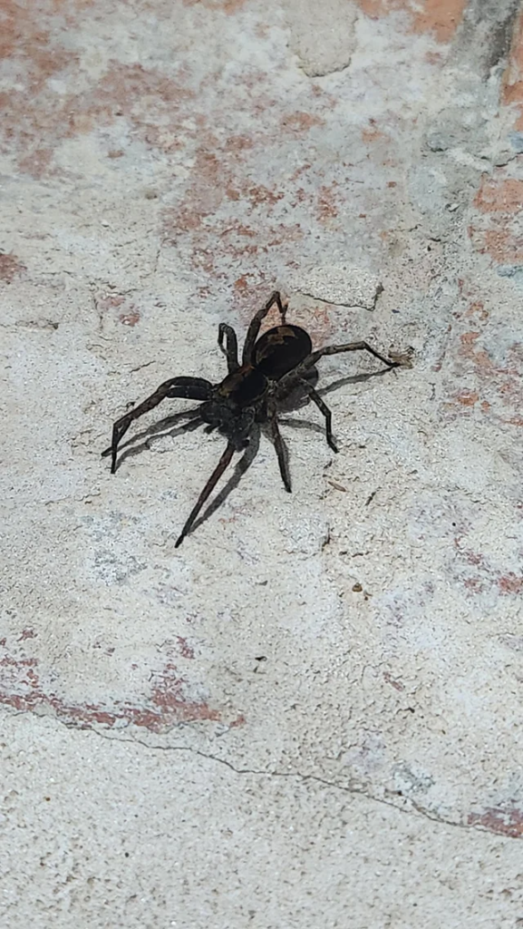 Aranha-de-jardim: um veneno inesperado