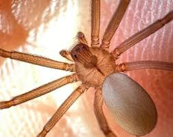 Aranha-marrom: um risco silencioso