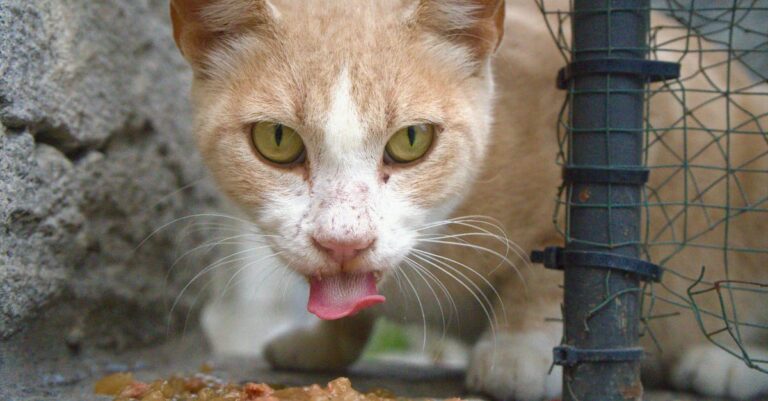 os-gatos-mais-caros-do-mundo-top-5-racas-mais-valiosas — Top 5 raças de gatos mais valiosos do mundo