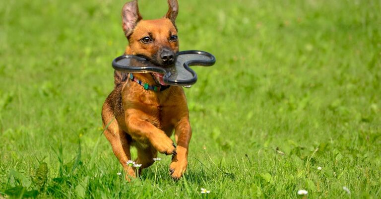 Quando o cachorro não está bebendo água: sinais de alerta e o que fazer