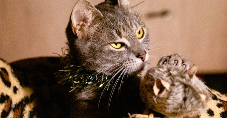 Quando os gatos mostram sinais de aversão a um humano gatos-mostram-estes-sinais-especificos-quando-nao-gostam-de-um-humano — Quando os gatos mostram sinais de aversão a um humano