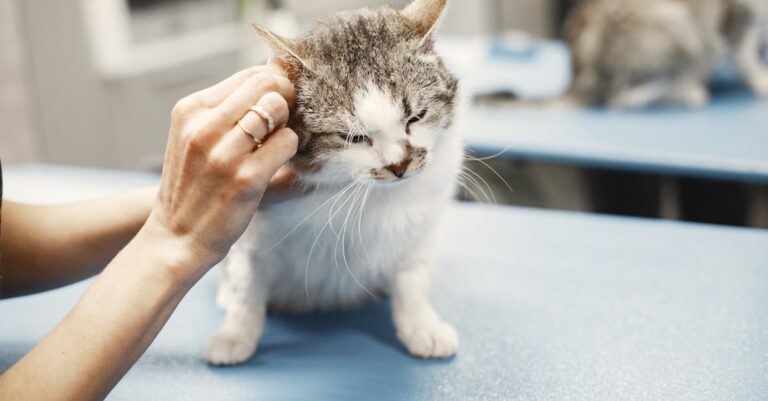 Quando suspeitar de leishmaniose canina e agir rapidamente leishmaniose canina sintomas e tratamento — Quando suspeitar de leishmaniose canina e agir rapidamente
