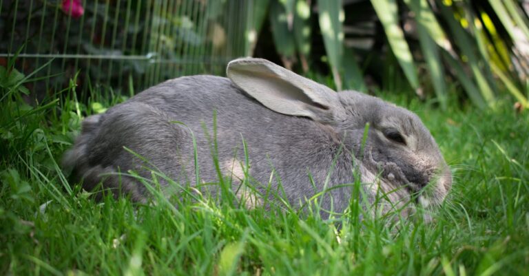 Desvantagens: 5 motivos para nao ter um coelho de estimacao