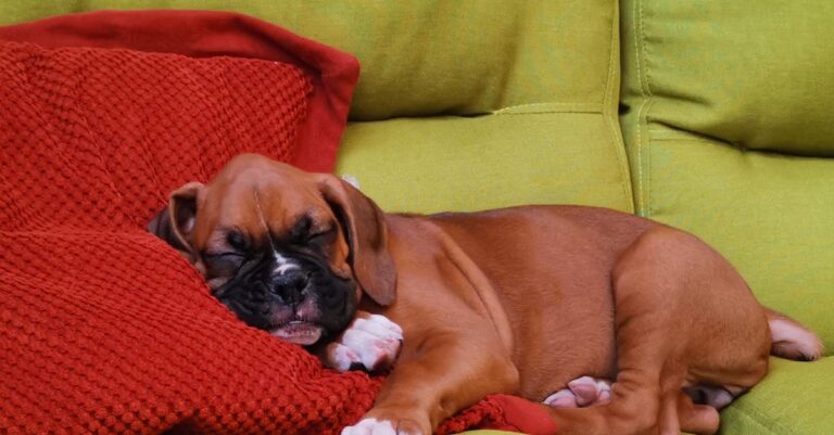 estas-sao-as-melhores-comidas-para-cachorros-com-alergias — Quando escolher estas comidas para cachorros com alergias