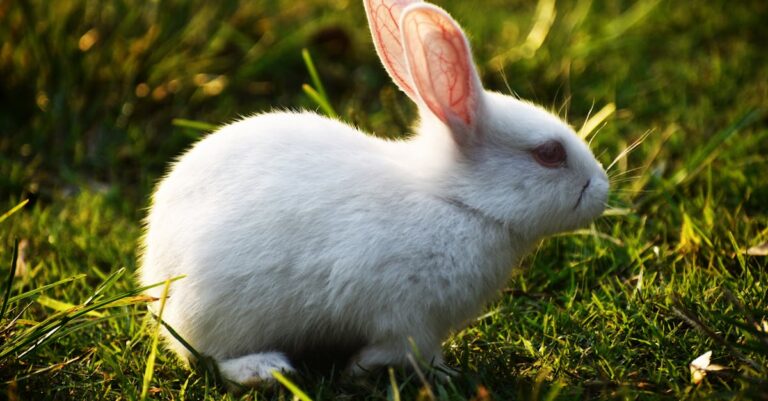 Sinais de que seu coelho pode estar morrendo e o que fazer Sinais de que seu coelho pode estar morrendo e o que fazer