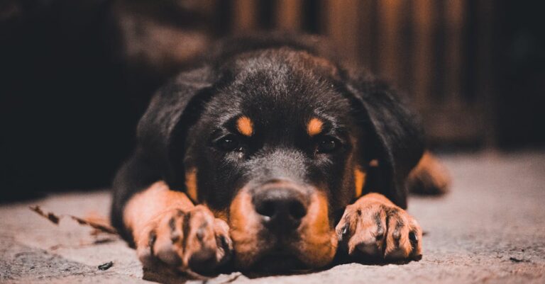 Estas são as piores raças de cachorro para crianças Estas são as piores raças de cachorro para crianças — 5 raças de cachorro que não se dão bem com crianças