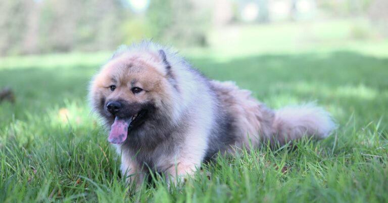 Qual a raça de cachorro que pode viver até 20 anos?