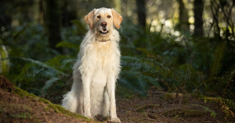 Os 10 cachorros com a mordida mais forte do mundo Os 10 cachorros com a mordida mais forte do mundo