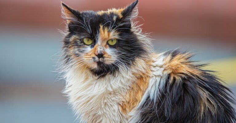 raças de gato mais populares do mundo — As 5 raças de gato que conquistam o mundo em 2026