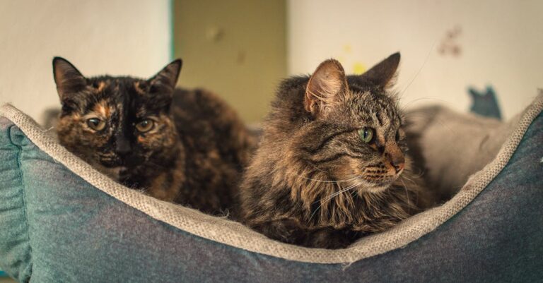 Descubra as raças dos gatos que encantam Taylor Swift Descubra as raças dos gatos que encantam Taylor Swift