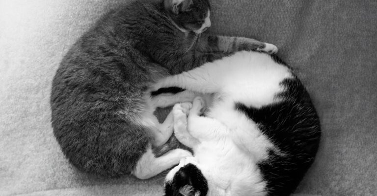 os 3 gatos mais famosos da história — Os 3 gatos que marcaram a história