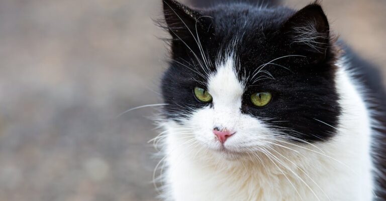 Idade de gato para humano: entenda a relação Idade de gato para humano: entenda a relação