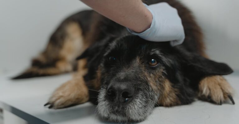 5 cuidados essenciais para a saúde do seu cão