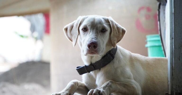 A importância da vacina para cachorro: proteja seu melhor amigo