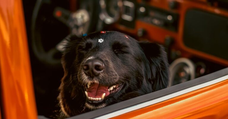 Entenda as causas das dificuldades respiratórias em cães
