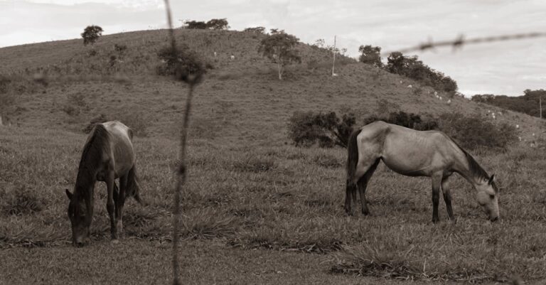 Quanto custa um cavalo em 2026?