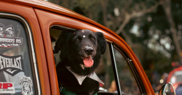 melhores hábitos para cães idosos — 5 hábitos essenciais para cuidar de cães idosos