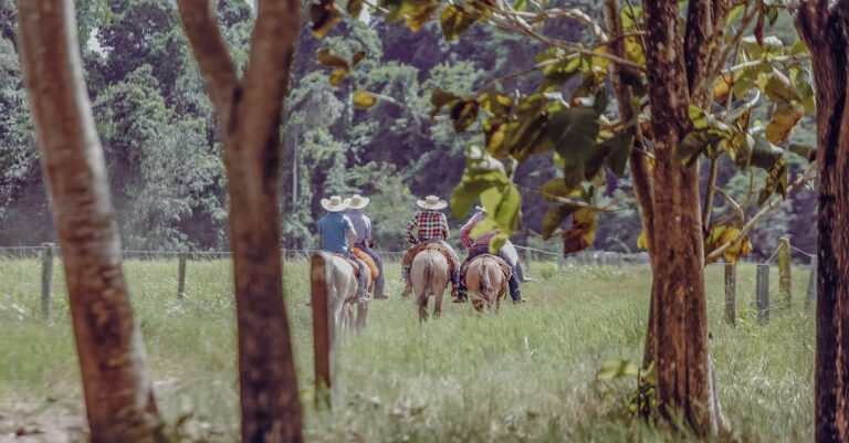 quanto-custa-um-cavalo-as-racas-mais-caras-e-as-mais-baratas — Raças de cavalos: preços que surpreendem em 2026
