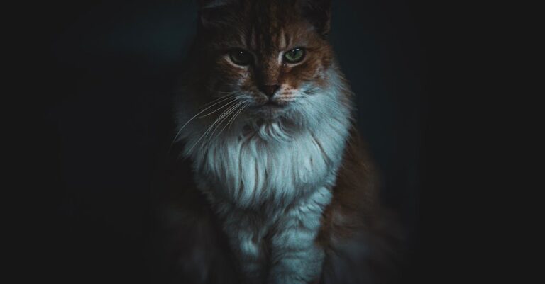 Quando as doenças comuns em gatos idosos deixam de ser tratáveis