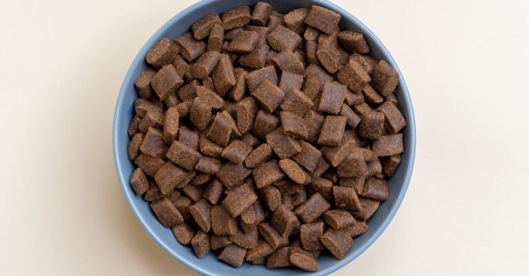 Quando evitar dar ossos ao cachorro: sinais a observar