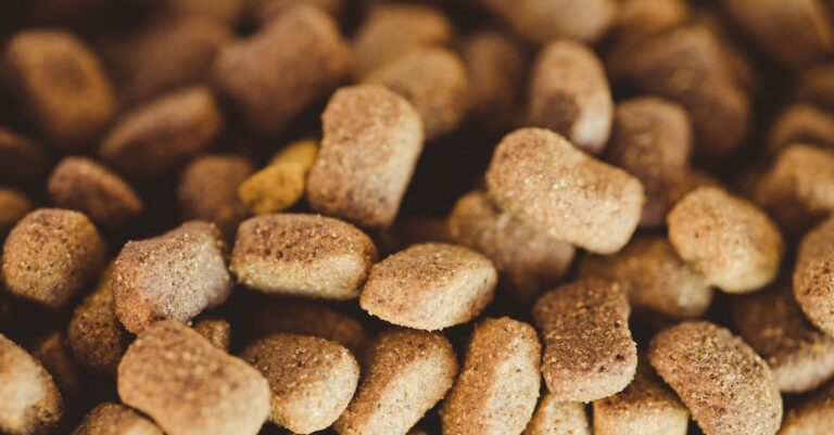 importância da alimentação saudável para cães — 5 Dicas Para Garantir uma Alimentação Saudável ao Seu Cão