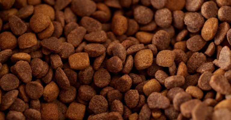 como a alimentação afeta a saúde do cão — Como a alimentação impacta a saúde do seu cão em 2026