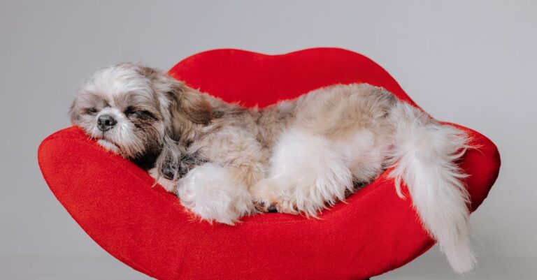 alimentação adequada conforme idade e raça do cão — Alimentação Ideal para Cães: Guia por Idade e Raça