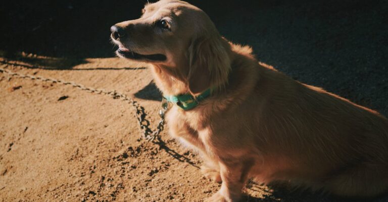 como evitar problemas de saúde com a dieta do cão — 5 Dicas para Manter a Saúde do Seu Cão com a Dieta Ideal