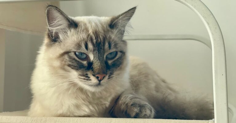 impacto das escolhas diárias na saúde dos felinos — 5 hábitos que impactam diretamente a saúde dos felinos