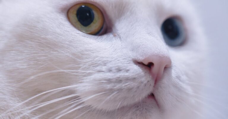 estresse em gatos no dia a dia — Estresse em gatos: 5 dicas para melhorar o dia a dia deles