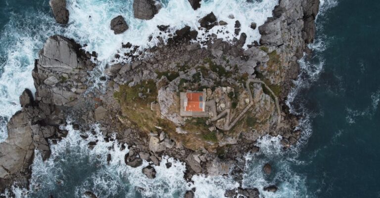 importância da socialização para a saúde felina — Como a socialização melhora a saúde dos gatos em 2026