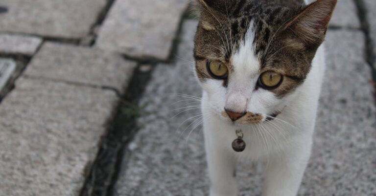como o ambiente influencia o bem-estar dos gatos — Como o ambiente afeta o bem-estar dos gatos em 2026