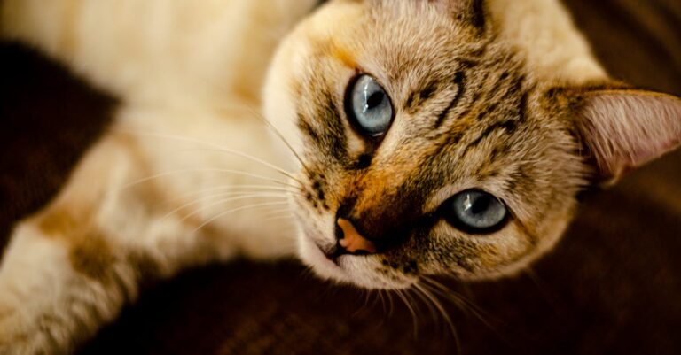 fatores que afetam o bem-estar emocional dos felinos — 5 Fatores Surpreendentes que Afetam o Bem-Estar dos Gatos