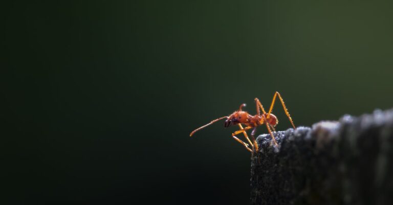 Formigas na caixa de areia do gato: causas e soluções eficazes